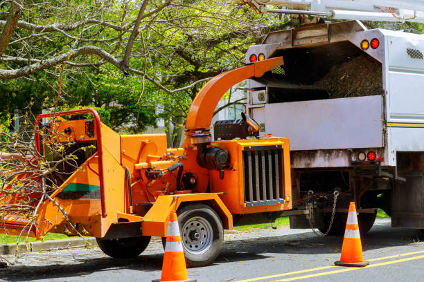 Seasonal Cleanup (Spring/Fall) in Lillian, AL