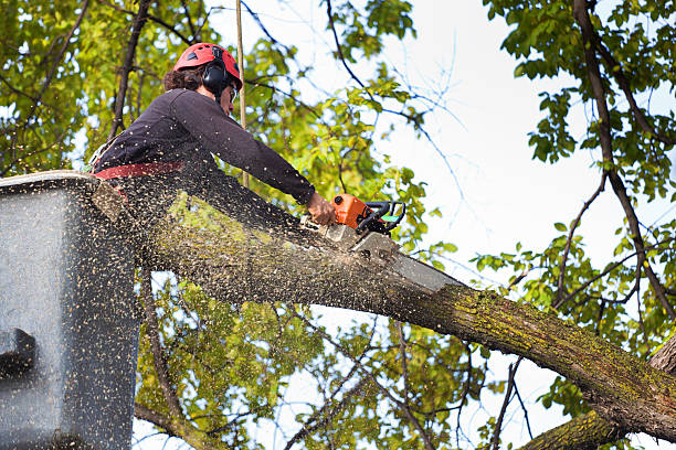 How Our Tree Care Process Works  in  Lillian, AL